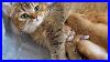 Cramped-Baby-Kitten-Between-Mother-Cat-And-Siblings-01-mot